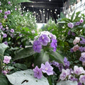 Purple Jasmine Seeds – Rare Flowering Vine or Shrub, Exotic Fragrant Jasmine Species, Garden & Container Plant