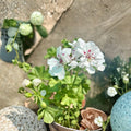 White Geranium Live Plant – Blooming Pelargonium in 6-Inch Pot for Outdoor Garden, Patio & Container Display
