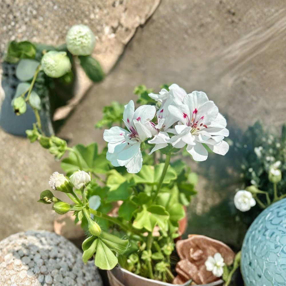 White Geranium Live Plant – Blooming Pelargonium in 6-Inch Pot for Outdoor Garden, Patio & Container Display