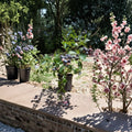 Tif Blue Blueberry Plant – Live 1-Gallon Rabbiteye Bush for Home Gardens, Edible Landscape, Berry Patch, Fruit-Producing