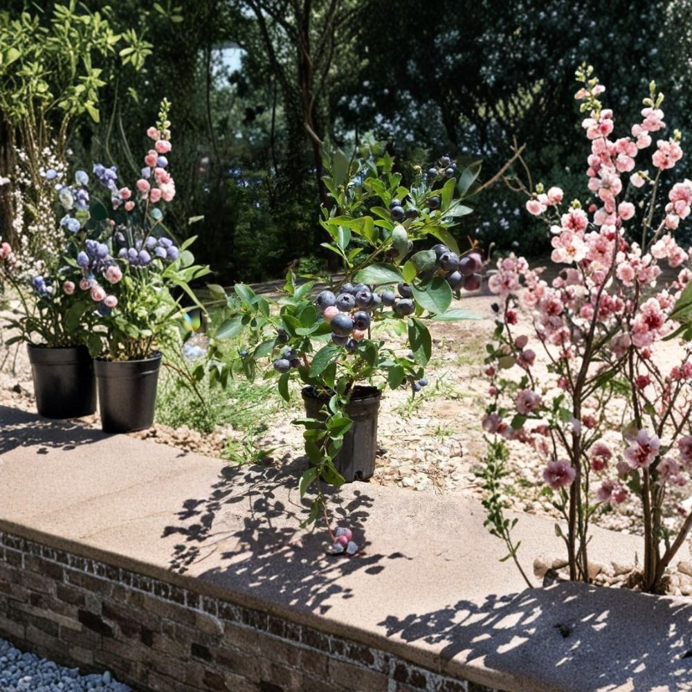 Tif Blue Blueberry Plant – Live 1-Gallon Rabbiteye Bush for Home Gardens, Edible Landscape, Berry Patch, Fruit-Producing
