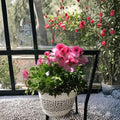 Martha Washington Geranium Cuttings – 4 Pelargonium Rooting Plants, Mixed Colors for Indoor & Patio Gardening