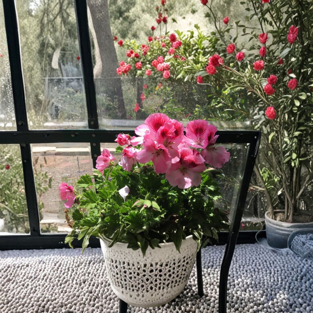 Martha Washington Geranium Cuttings – 4 Pelargonium Rooting Plants, Mixed Colors for Indoor & Patio Gardening