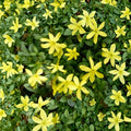 Live Parker’s Dwarf Jasmine Plant | 8–12 Inches Tall | Fragrant Yellow Blooms | Compact Jasminum spp. Shrub for Garden or Container