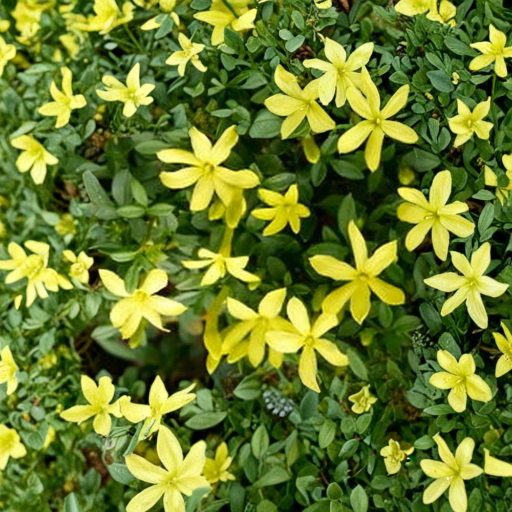 Live Parker’s Dwarf Jasmine Plant | 8–12 Inches Tall | Fragrant Yellow Blooms | Compact Jasminum spp. Shrub for Garden or Container