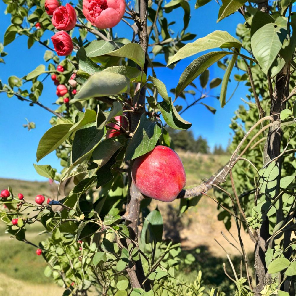 Almata Red Flesh Apple Tree – Pink Flesh Fruit, Ornamental Edible, 3 Ft Potted Malus domestica Live Plant