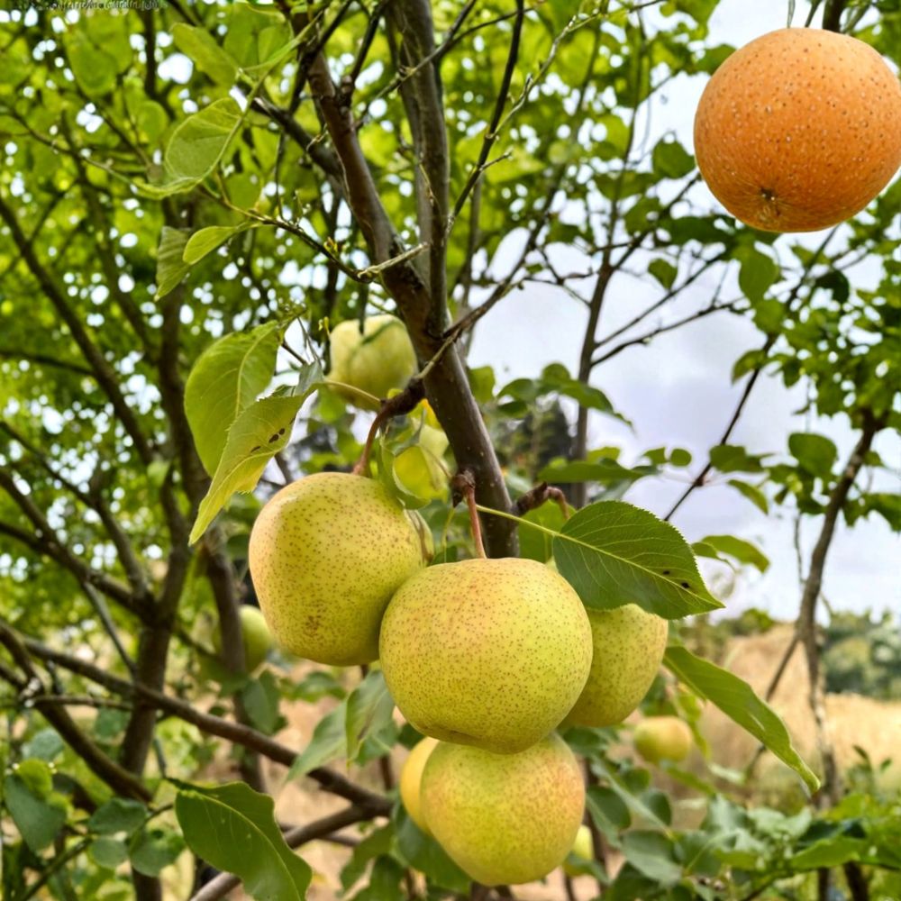 Emerald Crisp Asian Pear Tree Bare Root | Early Sweet Juicy Green Pyrus pyrifolia | 32–36 Inches Tall