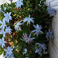 Angel Wing Jasmine Live Plant | 10–14 Inches Tall | Star Jasmine Vine | Jasminum nitidum | Indoor & Outdoor