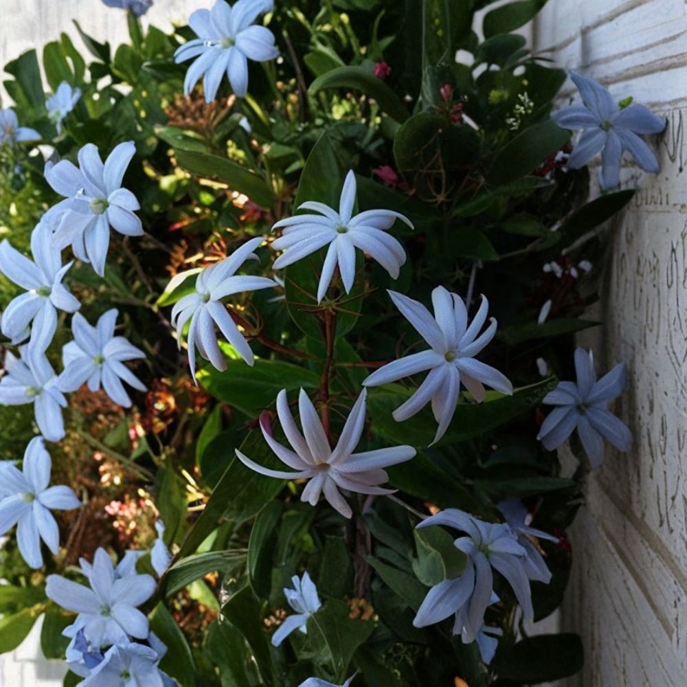 Angel Wing Jasmine Live Plant | 10–14 Inches Tall | Star Jasmine Vine | Jasminum nitidum | Indoor & Outdoor