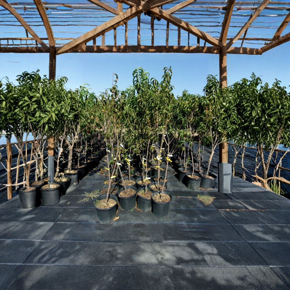 Flavortop Nectarine Tree – 4–6 Ft Live Fruit Tree with White Flesh, Self-Fertile, Prunus persica var. nucipersica, Home Orchard