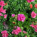 Hardy Pink Geranium Cuttings – 30 Fresh Pelargonium Stem Cuttings for Propagation, Fragrant Flowers, Garden & Patio