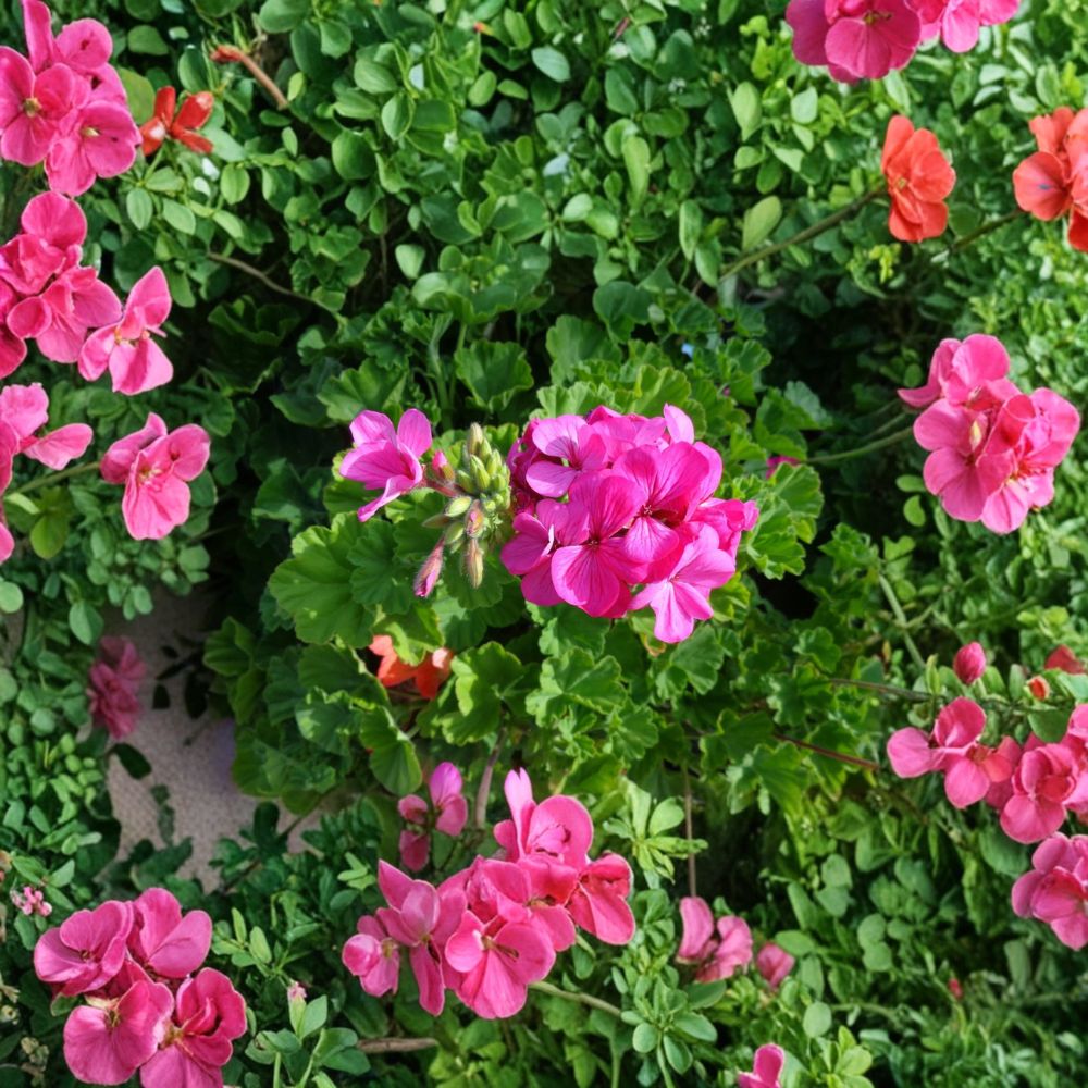 Hardy Pink Geranium Cuttings – 30 Fresh Pelargonium Stem Cuttings for Propagation, Fragrant Flowers, Garden & Patio
