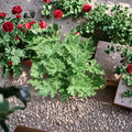 Citronella Mosquito Plants Set of 3 | Pelargonium citrosum Lemon Scented Geraniums for Patio & Container Gardens
