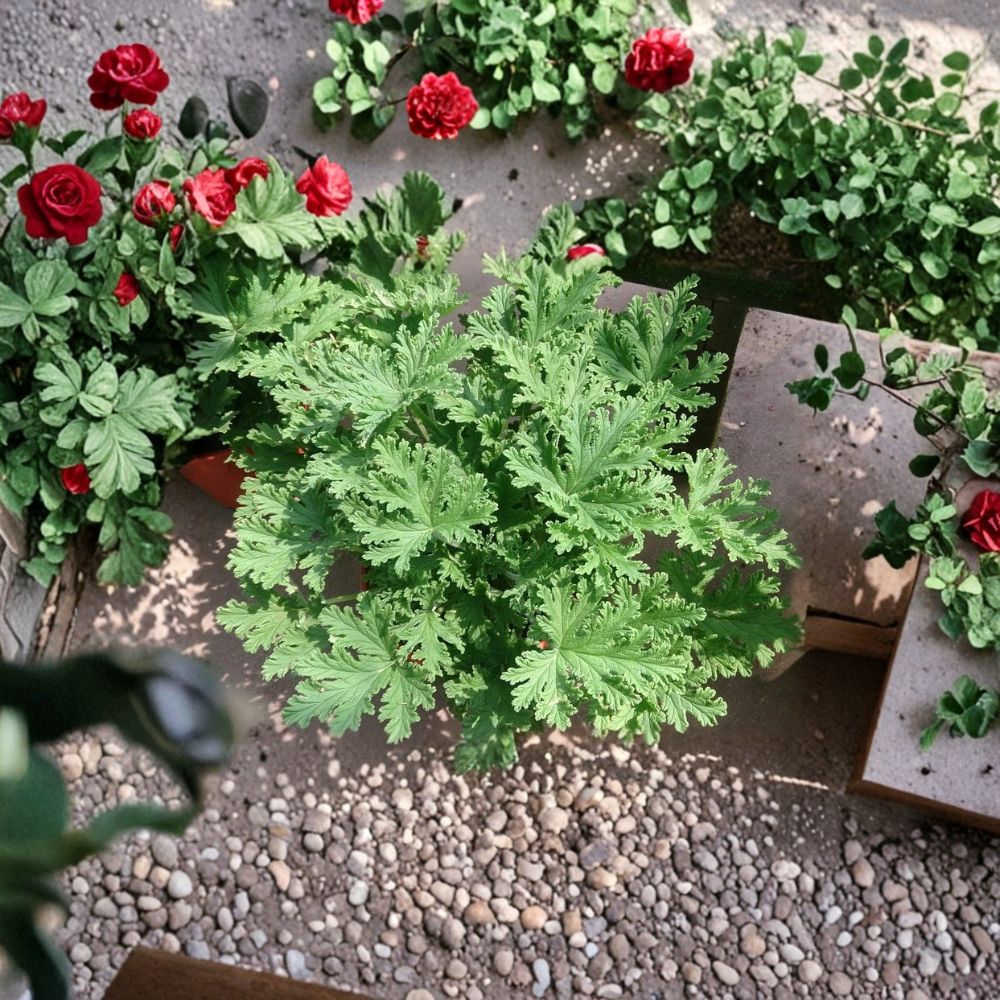 Citronella Mosquito Plants Set of 3 | Pelargonium citrosum Lemon Scented Geraniums for Patio & Container Gardens