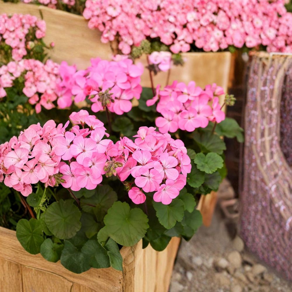 Geranium Pink Flame Starter Plant – Live Pelargonium spp. Vibrant Pink & Red Blooms Indoor & Patio