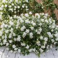 Live Arabian Jasmine Plant – Jasminum sambac, Fragrant White Flowers, Indoor Outdoor Tropical Shrub in Pot
