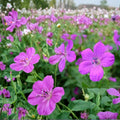Geranium Seeds – 25+ Pelargonium 'Danny Boy' Flower Seeds for Containers & Garden Beds, Bright Colorful Blooms