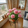Geranium Flower Seeds – Pelargonium Ornamental Seeds, 100 Pack, Colorful Blooms for Garden, Balcony & Patio, Easy to Grow