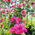 Seven Sisters Rose Live Plant | Pink Rambler Climbing Rose | Fragrant Cottage Garden Vine | Rosa multiflora
