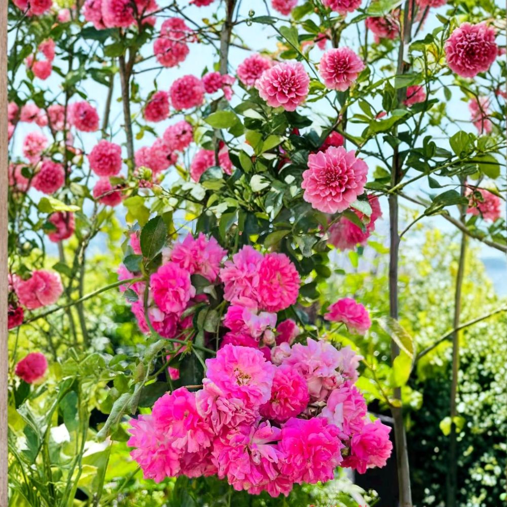 Seven Sisters Rose Live Plant | Pink Rambler Climbing Rose | Fragrant Cottage Garden Vine | Rosa multiflora