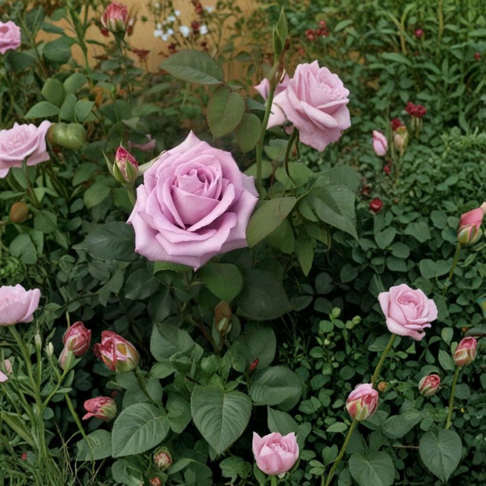 Blue Girl Mauve Lavender Hybrid Tea Rose Plant – 3 Gallon Fragrant Garden Rose, Easy to Grow, Rosa 'Blue Girl'