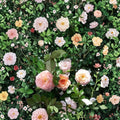 Apricot Drift Rose Live Shrub 5 Gallon Groundcover Disease-Resistant Rosa hybrid Continuous Blooms