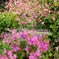 Westray Geranium Seeds – 25+ Premium Flower Seeds for Gardens, Baskets & Containers | Pelargonium spp.