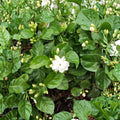 Arabian Jasmine Plant in 1/2 Gallon Pot – Fragrant White Flowers, Jasminum sambac, Indoor Outdoor Tropical Shrub