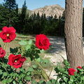 Climbing Don Juan Rose – Live 5-Gallon Red Fragrant Blooming Rose for Trellis & Garden Arbors Rosa 'Don Juan'