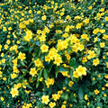 Carolina Jasmine Live Starter Plant – Yellow Jessamine Vine, Fragrant Climbing Plant, Gelsemium sempervirens, 4–6 Inches Tall