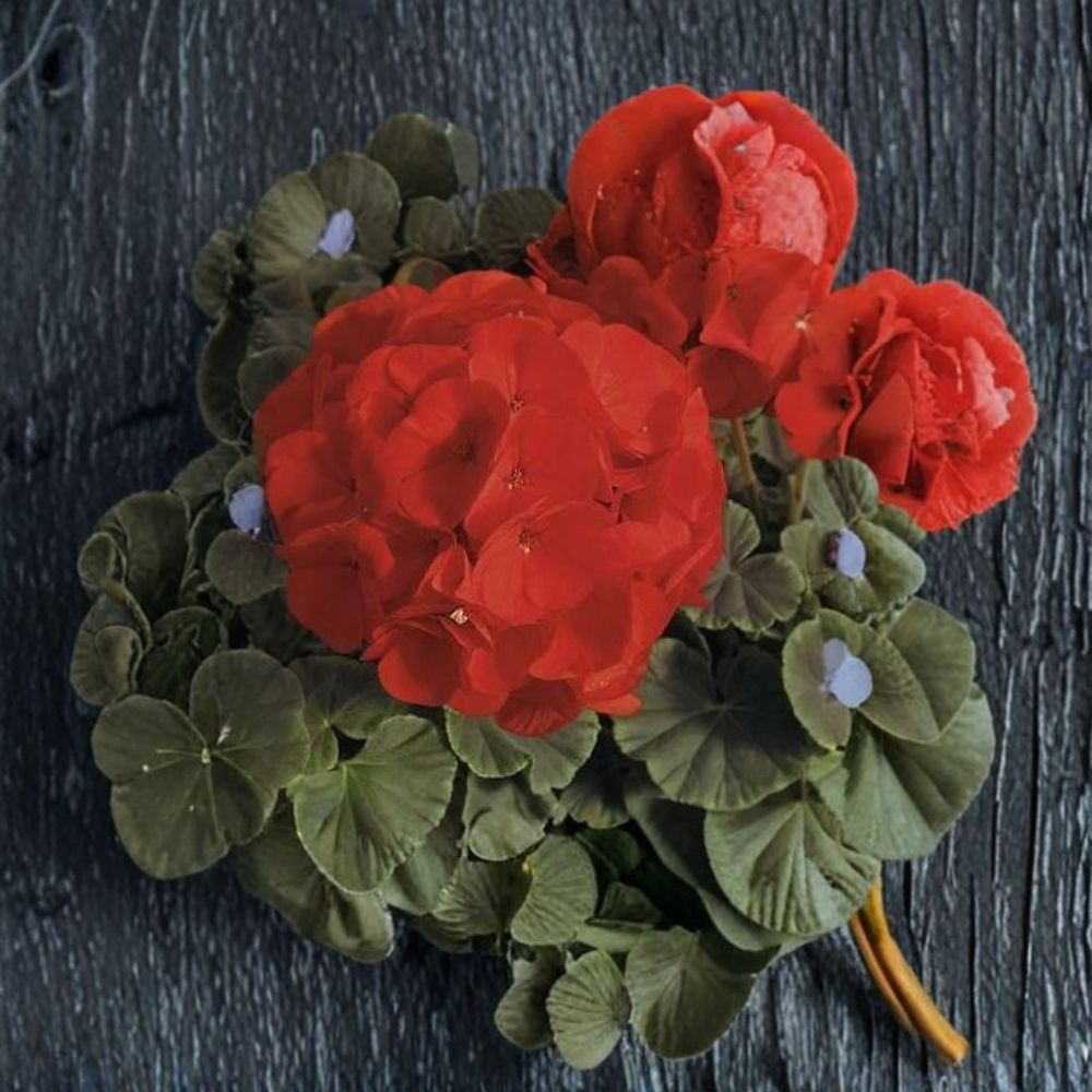 Geranium Bullseye Scarlet Seeds | Pelargonium x hortorum | Vibrant Scarlet Blooms & Chocolate Foliage | Garden & Container Plant