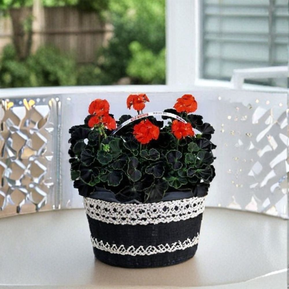 Geranium Black Velvet Red Seeds – Pelargonium x hortorum with Bright Red Blooms & Chocolate Green Foliage, Container & Patio Plant
