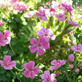 Herb Robert Seeds – Geranium Robertianum, Shade-Loving Wildflower, Pollinator-Friendly, Edible, Hardy Perennial Seed