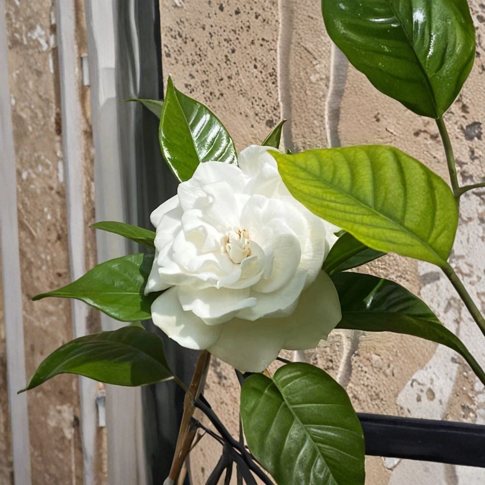 Gardenia jasminoides Unrooted Cuttings – 5–8 Inch Heirloom August Beauty Fragrant Shrub Starter, 10 Pack