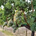 Live Potted Sauvignon Blanc Grape Vine – White Wine Grape Variety for Home Vineyard & Garden Trellis