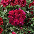 Burgundy Geranium Starter Plant – Live Pelargonium for Containers & Gardens, Deep Burgundy Blooms