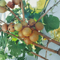 Light Scuppernong Muscadine Grape Vine – Vitis rotundifolia Live Plant with Bronze Grapes, 4–6 Feet Tall, Edible Landscape & Vineyard