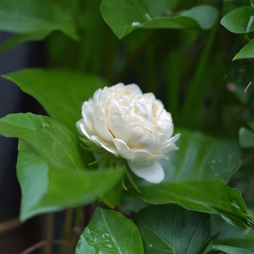 Jasmine Live Starter Plant – Grand Duke of Tuscany Jasminum sambac Double White Fragrant Flowers
