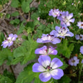 Buxton's Blue Geranium Seeds – 25+ Premium Pelargonium spp. Flower Seeds for Garden, Patio & Balcony