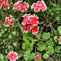 Rare Red & White Zonal Geranium Cutting – Live Pelargonium Starter Plant with Vivid Red & White Blooms