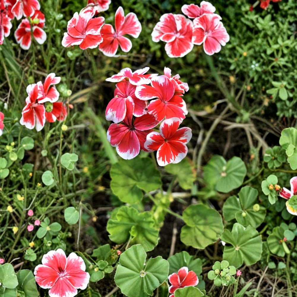 Rare Red & White Zonal Geranium Cutting – Live Pelargonium Starter Plant with Vivid Red & White Blooms