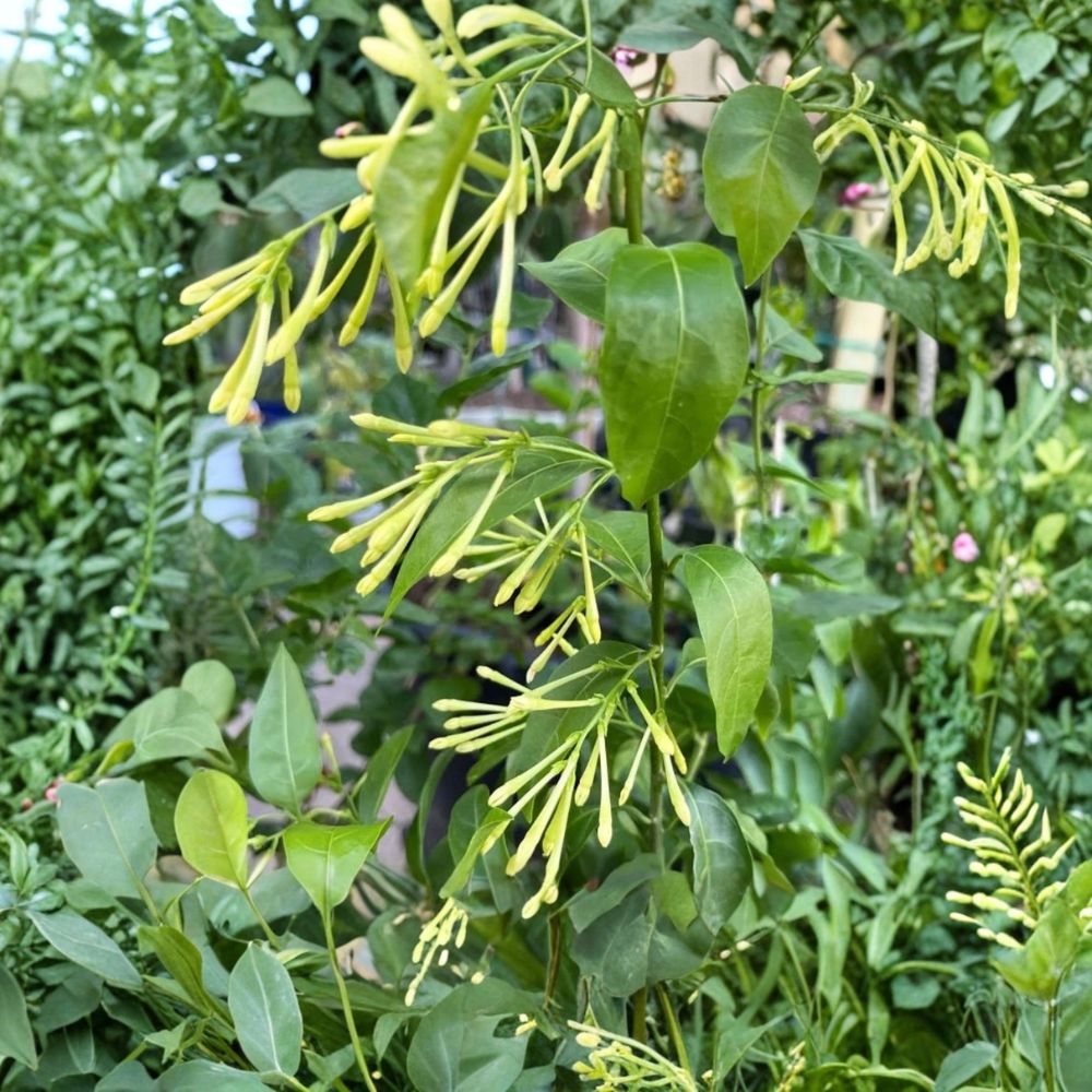 Night Blooming Jasmine Live Starter Plants – Cestrum nocturnum, Fragrant Shrubs, Patio & Garden, Set of 2