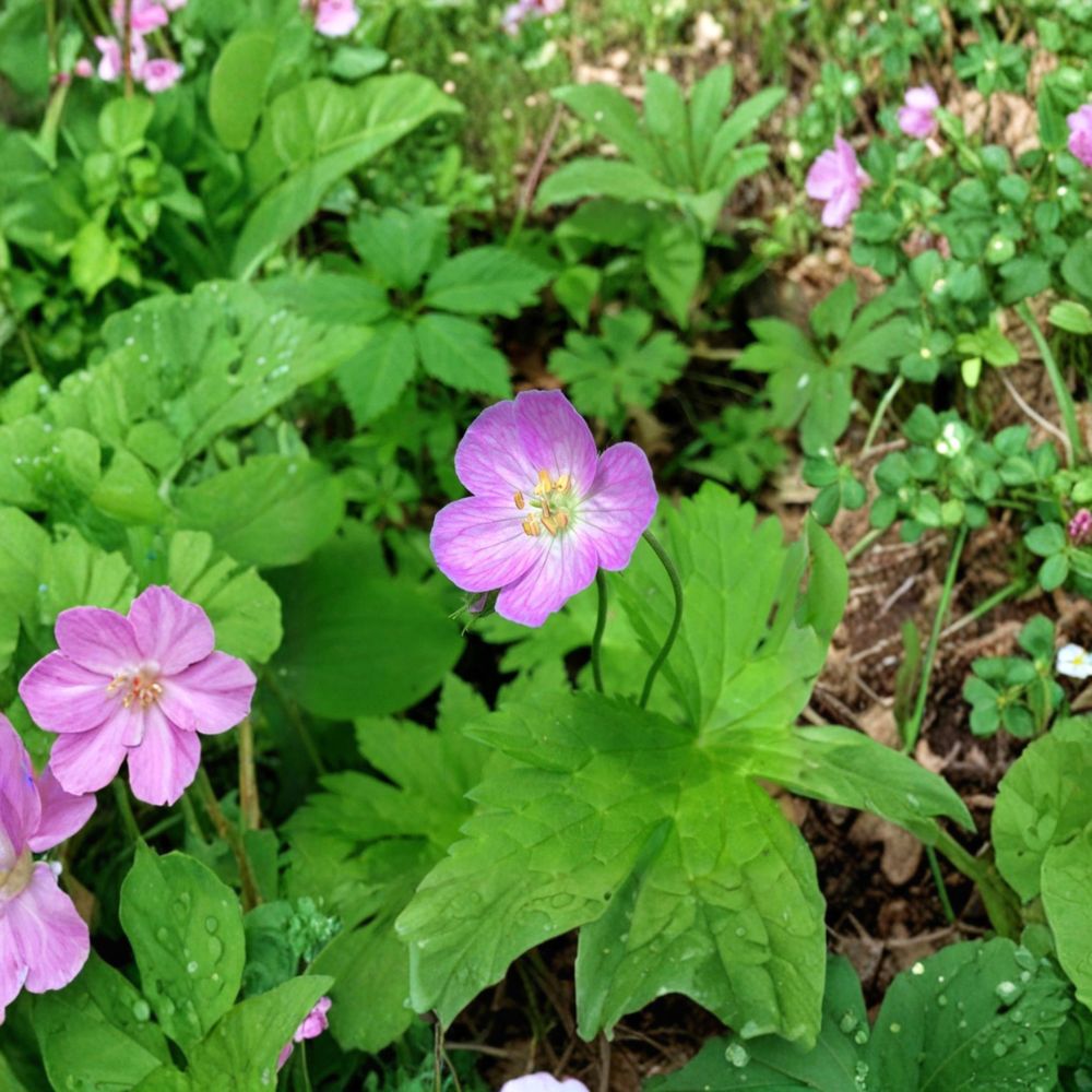 Wild Geranium Bare Roots – Geranium maculatum Cranesbill, Shade Garden Perennial, Woodland Flowering Plant, 10 Roots