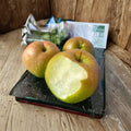 Yulu Fragrant Pear Tree Bare Root | Asian Pear Pyrus pyrifolia hybrid | Juicy, Crisp, Aromatic Fruit | 32-36 Inches Tall