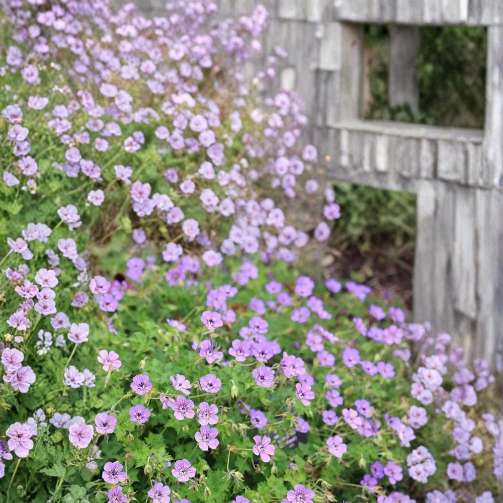 Havana Blues Geranium Seeds – 25+ Hardy Flower Seeds for Containers & Gardens | Geranium ‘Noorthava’