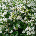 Star Jasmine Plant – Live Climbing Vine with Fragrant White Flowers, 10 Inch Tall, Trachelospermum jasminoides, Indoor Outdoor