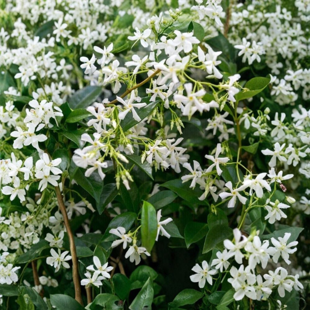 Star Jasmine Plant – Live Climbing Vine with Fragrant White Flowers, 10 Inch Tall, Trachelospermum jasminoides, Indoor Outdoor
