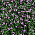 Glenluce Geranium Seeds – 25+ Premium Pelargonium spp. Flower Seeds for Patio, Balcony & Garden Beds
