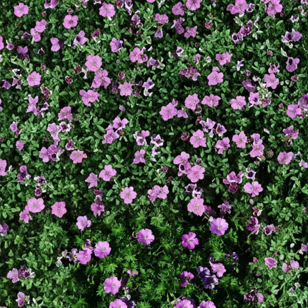 Glenluce Geranium Seeds – 25+ Premium Pelargonium spp. Flower Seeds for Patio, Balcony & Garden Beds