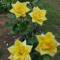 Oregold Grandiflora Rose Bush Plant - 3 Gallon Yellow Flowering Rosa Hybrid for Garden Borders & Cut Flowers